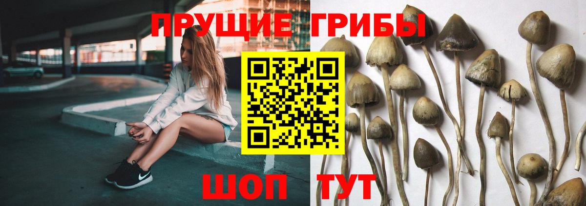 Галлюциногенные грибы Cubensis  Вход с VPN  Новороссийск 